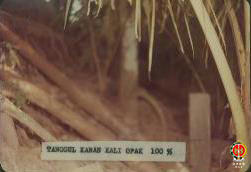 Tampak patok beton di tanggul kanan Kali Opak yang sudah jadi atau kondisi 100%.