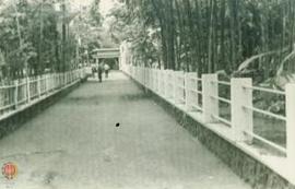Jalan Desa di Sariharjo, Sleman
